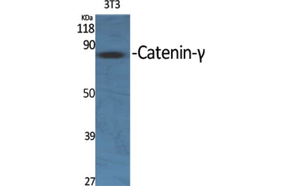 Western Blot - Anti-Catenin-gamma Antibody (C0138) - Antibodies.com