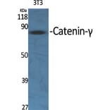 Western Blot - Anti-Catenin-gamma Antibody (C0138) - Antibodies.com