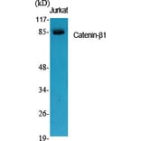 Western Blot - Anti-Catenin-beta1 Antibody (C10546) - Antibodies.com