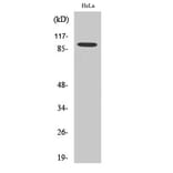 Western Blot - Anti-Catenin-beta1 Antibody (C10546) - Antibodies.com