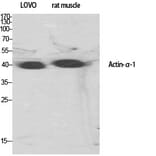 Western Blot - Anti-Actin-alpha-1 Antibody (C0121) - Antibodies.com