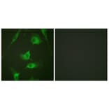 Immunofluorescence - Anti-Keratin 8 Antibody (B0883) - Antibodies.com