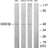 Western Blot - Anti-GSK3 beta Antibody (B7098) - Antibodies.com