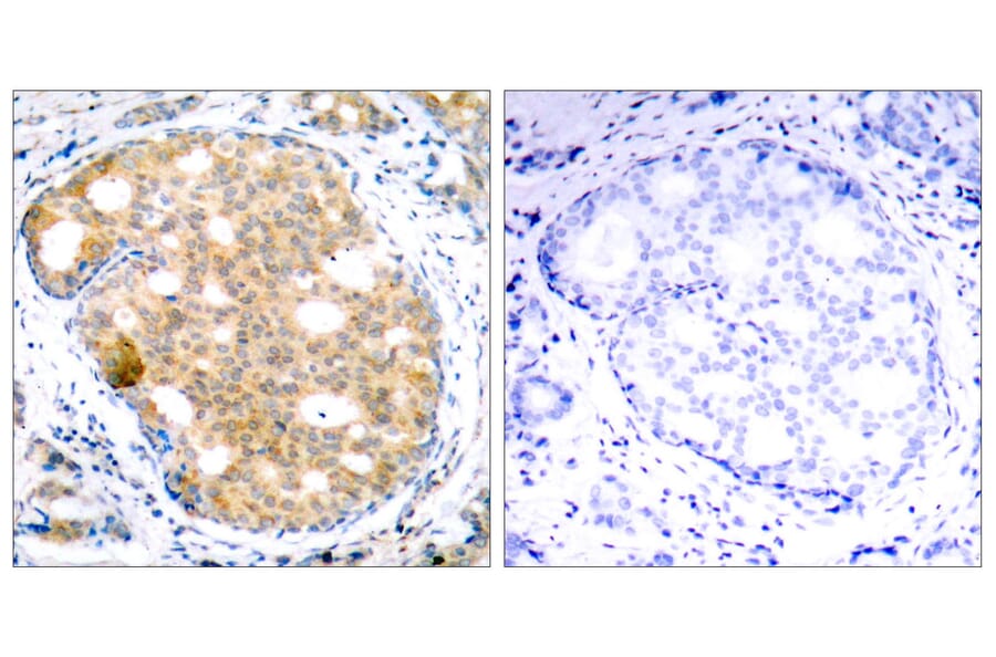 Immunohistochemistry - Anti-GSK3 beta Antibody (B7098) - Antibodies.com