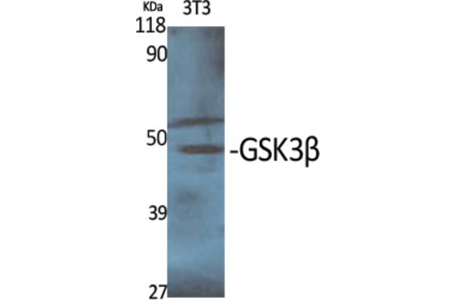 Western Blot - Anti-GSK3 beta Antibody (B7098) - Antibodies.com