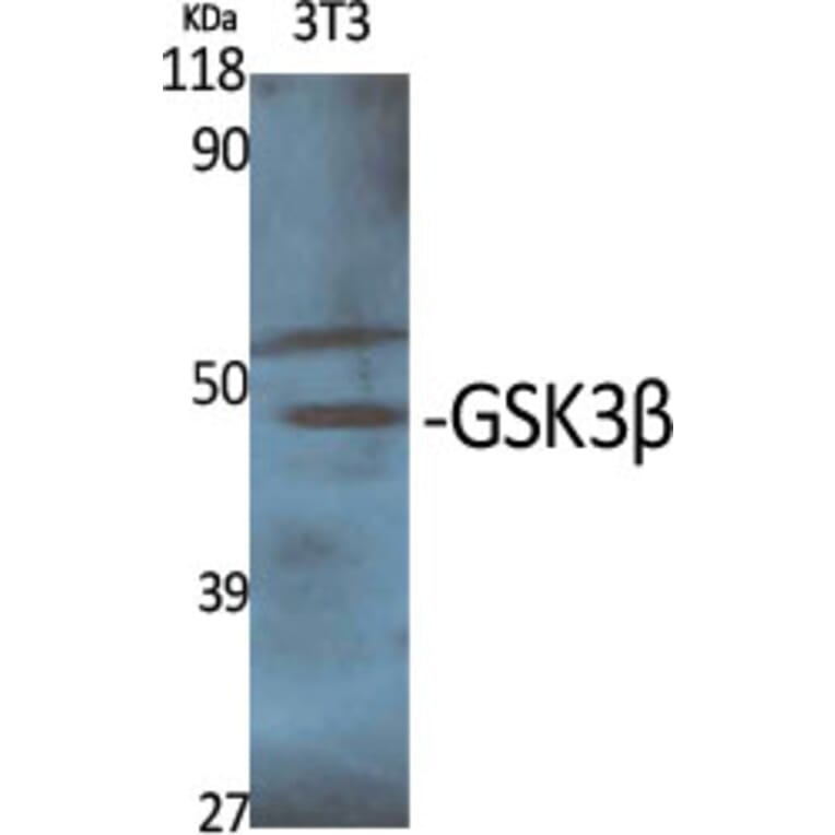 Western Blot - Anti-GSK3 beta Antibody (B7098) - Antibodies.com