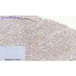 Immunohistochemistry - Anti-GSK3 beta Antibody (B7098) - Antibodies.com