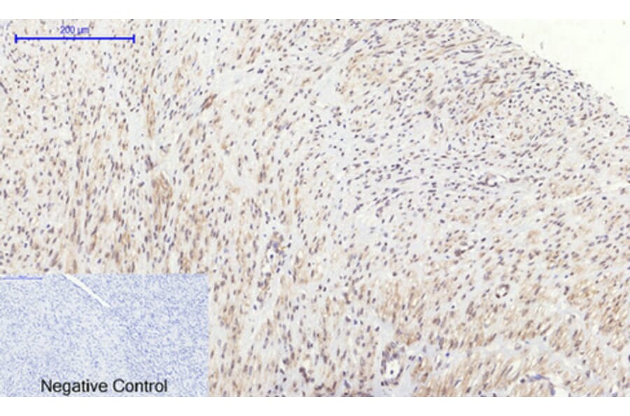 Immunohistochemistry - Anti-GSK3 beta Antibody (B7098) - Antibodies.com