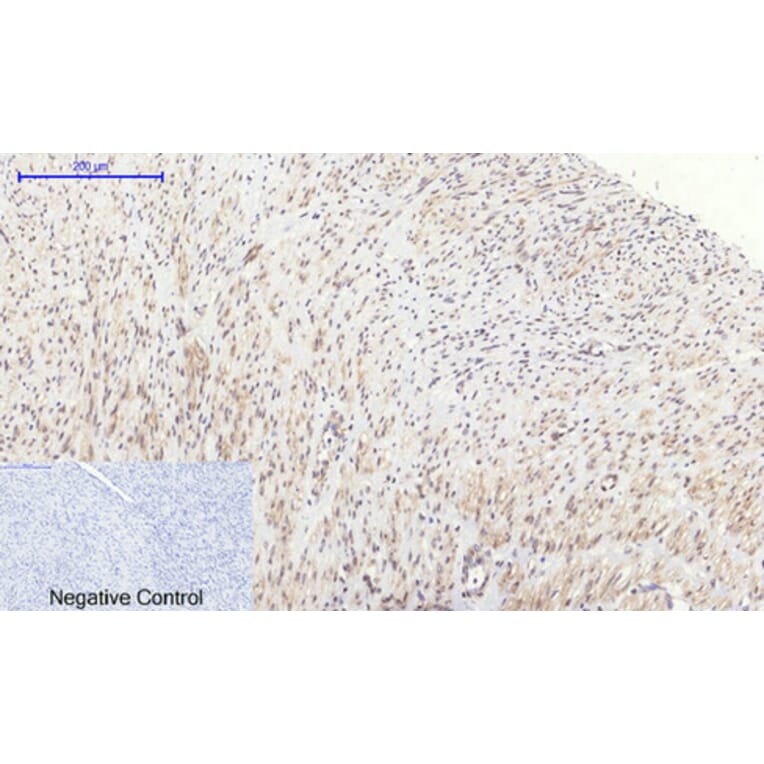 Immunohistochemistry - Anti-GSK3 beta Antibody (B7098) - Antibodies.com