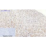 Immunohistochemistry - Anti-GSK3 beta Antibody (B7098) - Antibodies.com