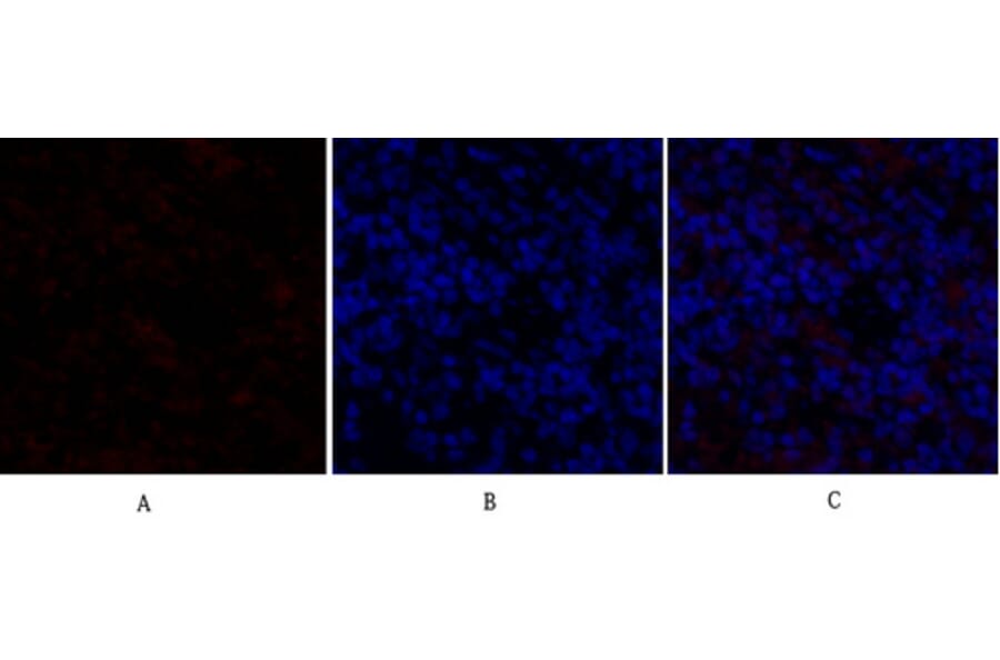 Immunofluorescence - Anti-GSK3 beta Antibody (B7098) - Antibodies.com