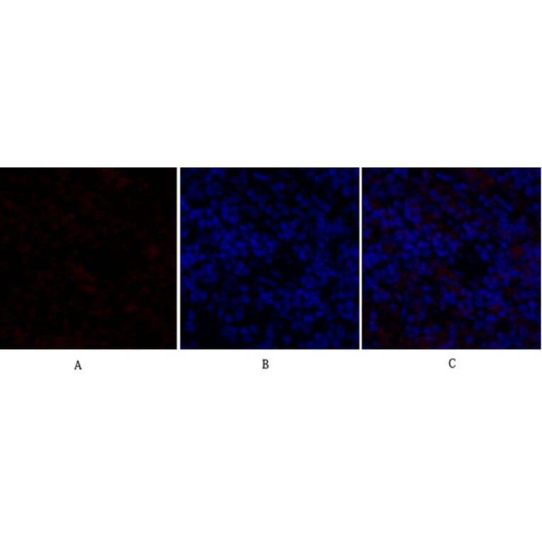 Immunofluorescence - Anti-GSK3 beta Antibody (B7098) - Antibodies.com