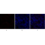 Immunofluorescence - Anti-GSK3 beta Antibody (B7098) - Antibodies.com