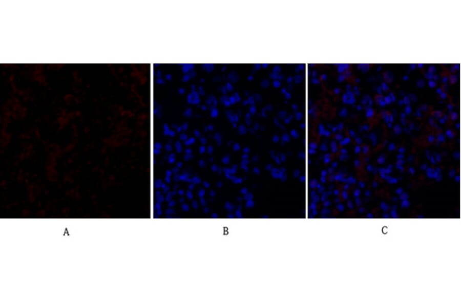 Immunofluorescence - Anti-GSK3 beta Antibody (B7098) - Antibodies.com