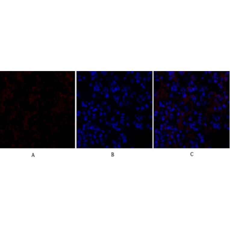 Immunofluorescence - Anti-GSK3 beta Antibody (B7098) - Antibodies.com