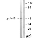 Western Blot - Anti-Cyclin E1 Antibody (C0167) - Antibodies.com