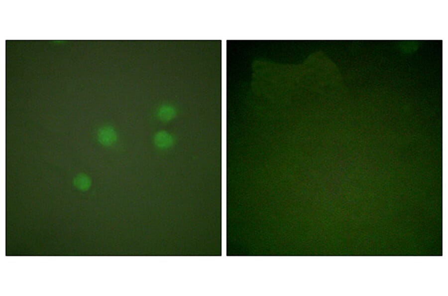 Immunofluorescence - Anti-Cyclin E1 Antibody (C0167) - Antibodies.com