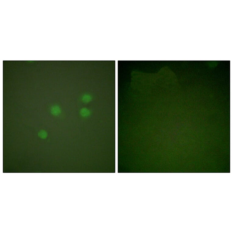 Immunofluorescence - Anti-Cyclin E1 Antibody (C0167) - Antibodies.com