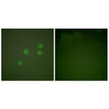 Immunofluorescence - Anti-Cyclin E1 Antibody (C0167) - Antibodies.com