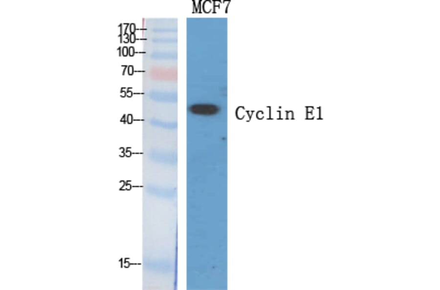 Western Blot - Anti-Cyclin E1 Antibody (C0167) - Antibodies.com