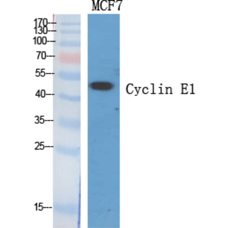Western Blot - Anti-Cyclin E1 Antibody (C0167) - Antibodies.com
