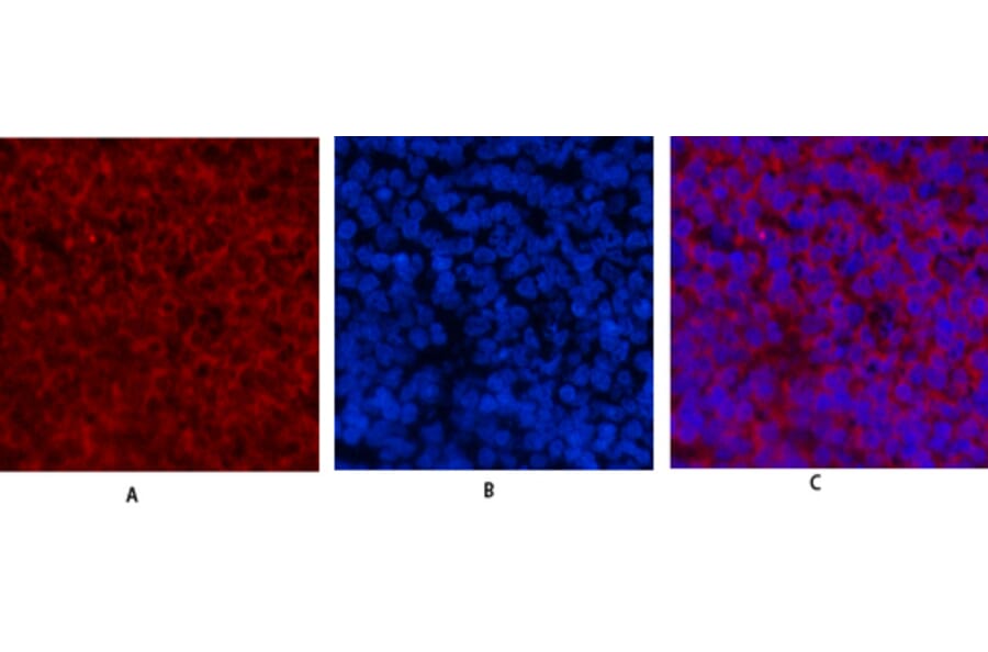 Immunofluorescence - Anti-Cyclin E1 Antibody (C0167) - Antibodies.com