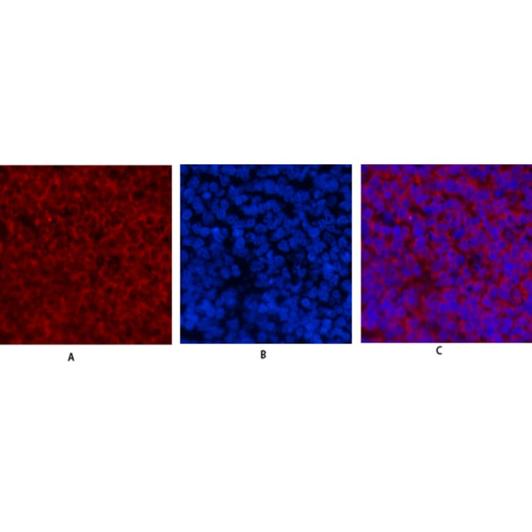 Immunofluorescence - Anti-Cyclin E1 Antibody (C0167) - Antibodies.com