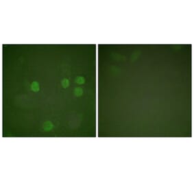 Immunofluorescence - Anti-Cyclin B1 Antibody (B0068) - Antibodies.com