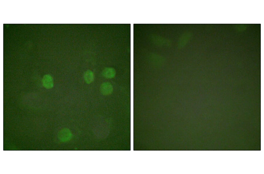Immunofluorescence - Anti-Cyclin B1 Antibody (B0068) - Antibodies.com