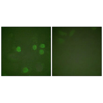 Immunofluorescence - Anti-Cyclin B1 Antibody (B0068) - Antibodies.com