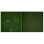 Immunofluorescence - Anti-Cyclin B1 Antibody (B0068) - Antibodies.com