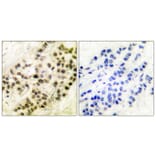Immunohistochemistry - Anti-Cyclin B1 Antibody (B0068) - Antibodies.com