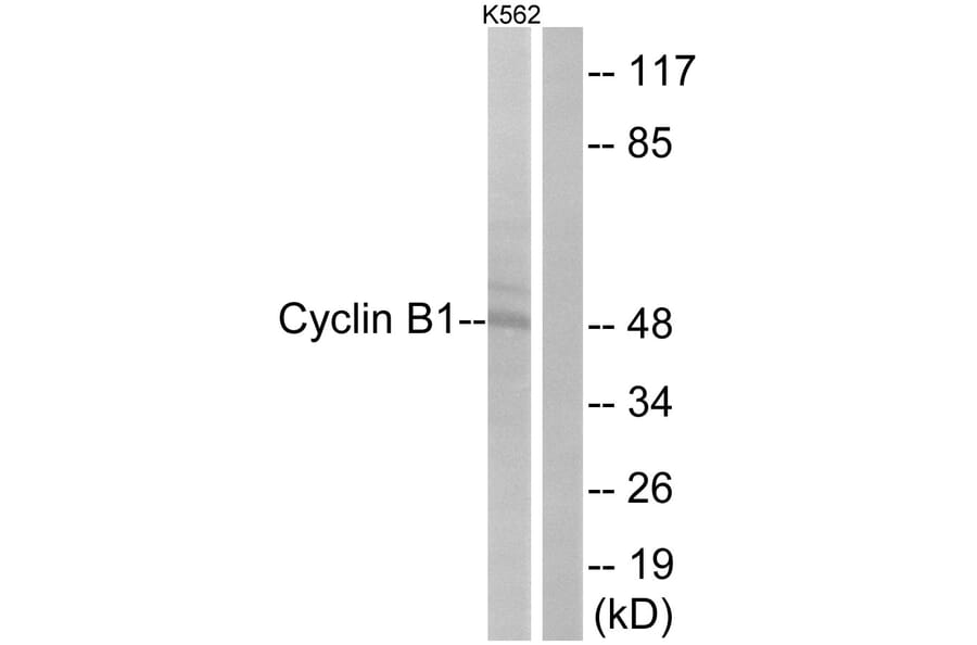 Western Blot - Anti-Cyclin B1 Antibody (B0068) - Antibodies.com