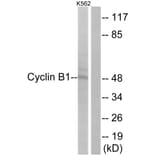 Western Blot - Anti-Cyclin B1 Antibody (B0068) - Antibodies.com