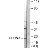 Western Blot - Anti-Claudin 3 Antibody (C0144) - Antibodies.com