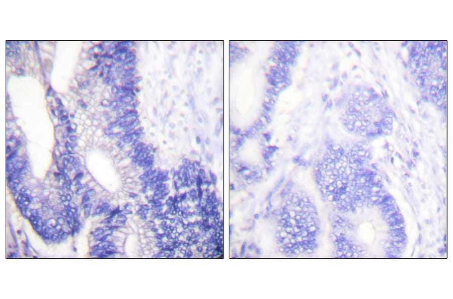Immunohistochemistry - Anti-Claudin 3 Antibody (C0144) - Antibodies.com