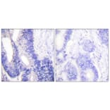 Immunohistochemistry - Anti-Claudin 3 Antibody (C0144) - Antibodies.com