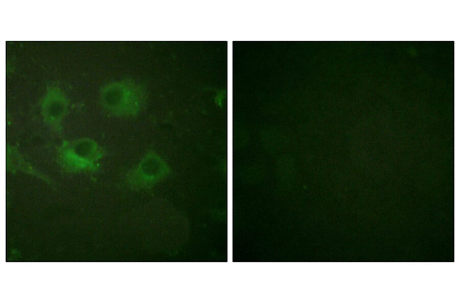 Immunofluorescence - Anti-Claudin 3 Antibody (C0144) - Antibodies.com