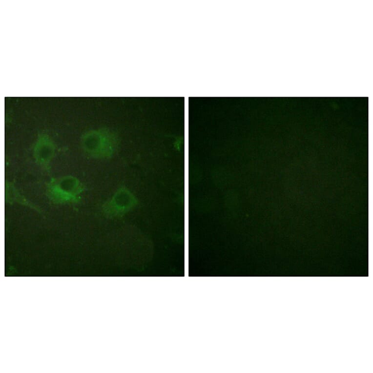 Immunofluorescence - Anti-Claudin 3 Antibody (C0144) - Antibodies.com