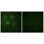Immunofluorescence - Anti-Claudin 3 Antibody (C0144) - Antibodies.com