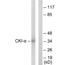 Western Blot - Anti-CKI-alpha Antibody (C10638) - Antibodies.com