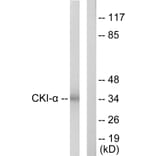 Western Blot - Anti-CKI-alpha Antibody (C10638) - Antibodies.com