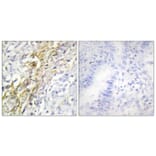 Immunohistochemistry - Anti-CKI-alpha Antibody (C10638) - Antibodies.com