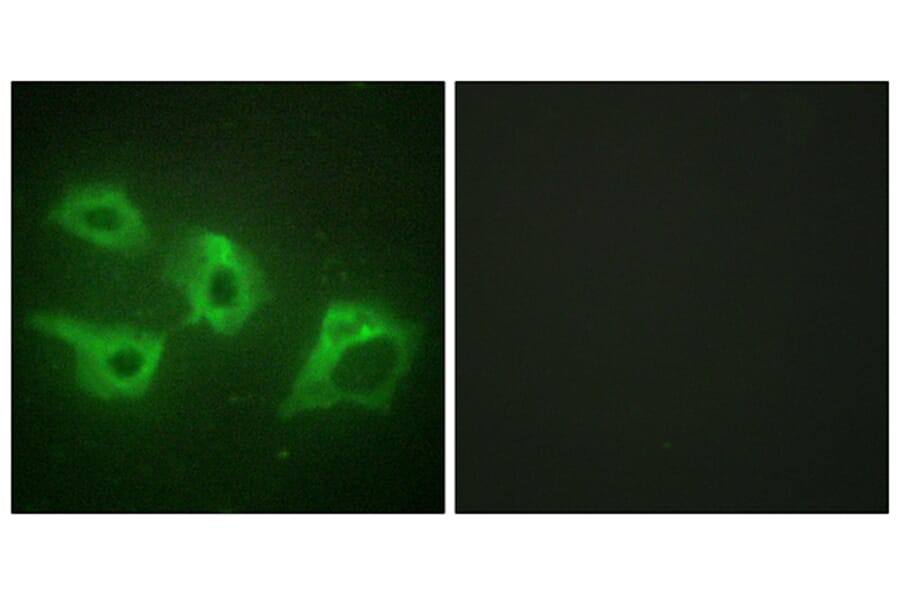 Immunofluorescence - Anti-CKI-alpha Antibody (C10638) - Antibodies.com