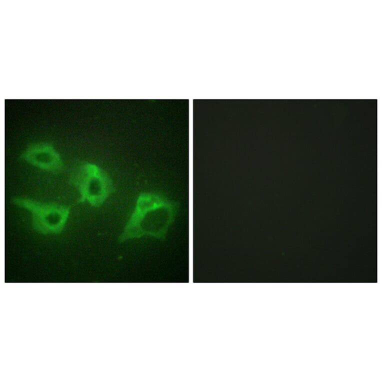 Immunofluorescence - Anti-CKI-alpha Antibody (C10638) - Antibodies.com