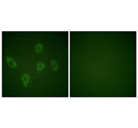 Immunofluorescence - Anti-Caspase 9 Antibody (B0060) - Antibodies.com