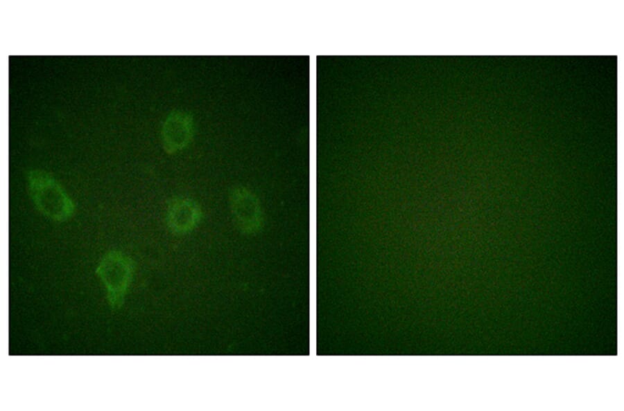 Immunofluorescence - Anti-Caspase 9 Antibody (B0060) - Antibodies.com