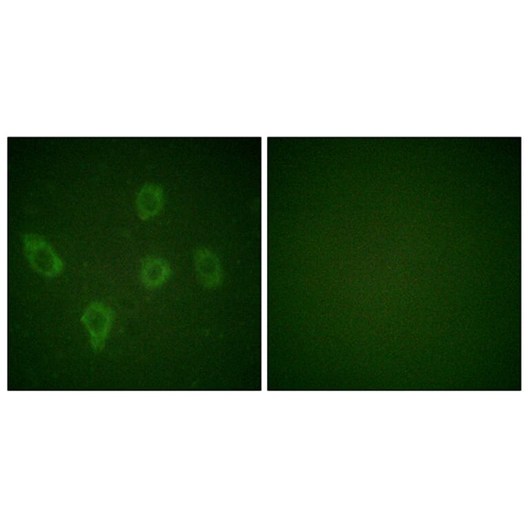 Immunofluorescence - Anti-Caspase 9 Antibody (B0060) - Antibodies.com