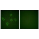 Immunofluorescence - Anti-Caspase 9 Antibody (B0060) - Antibodies.com