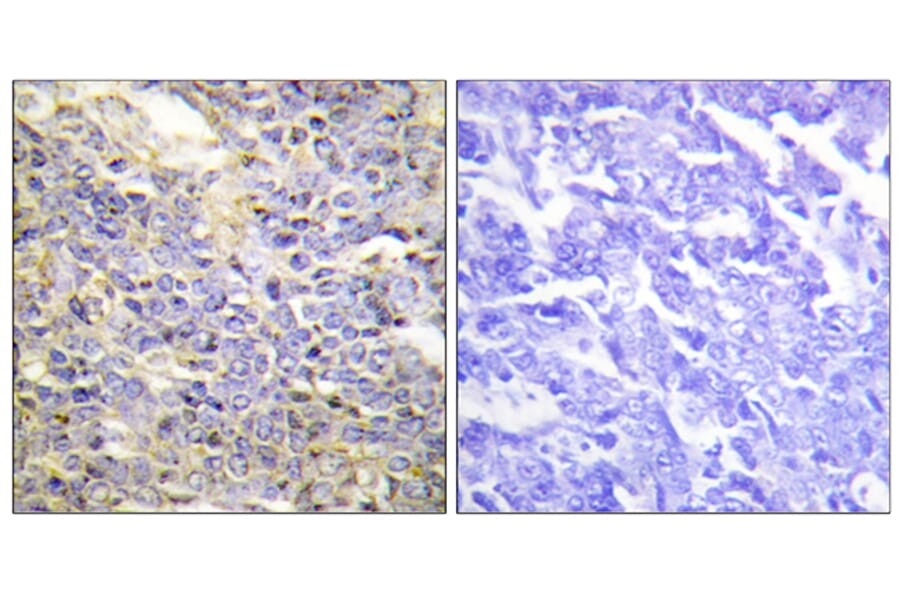 Immunohistochemistry - Anti-Caspase 9 Antibody (B0060) - Antibodies.com